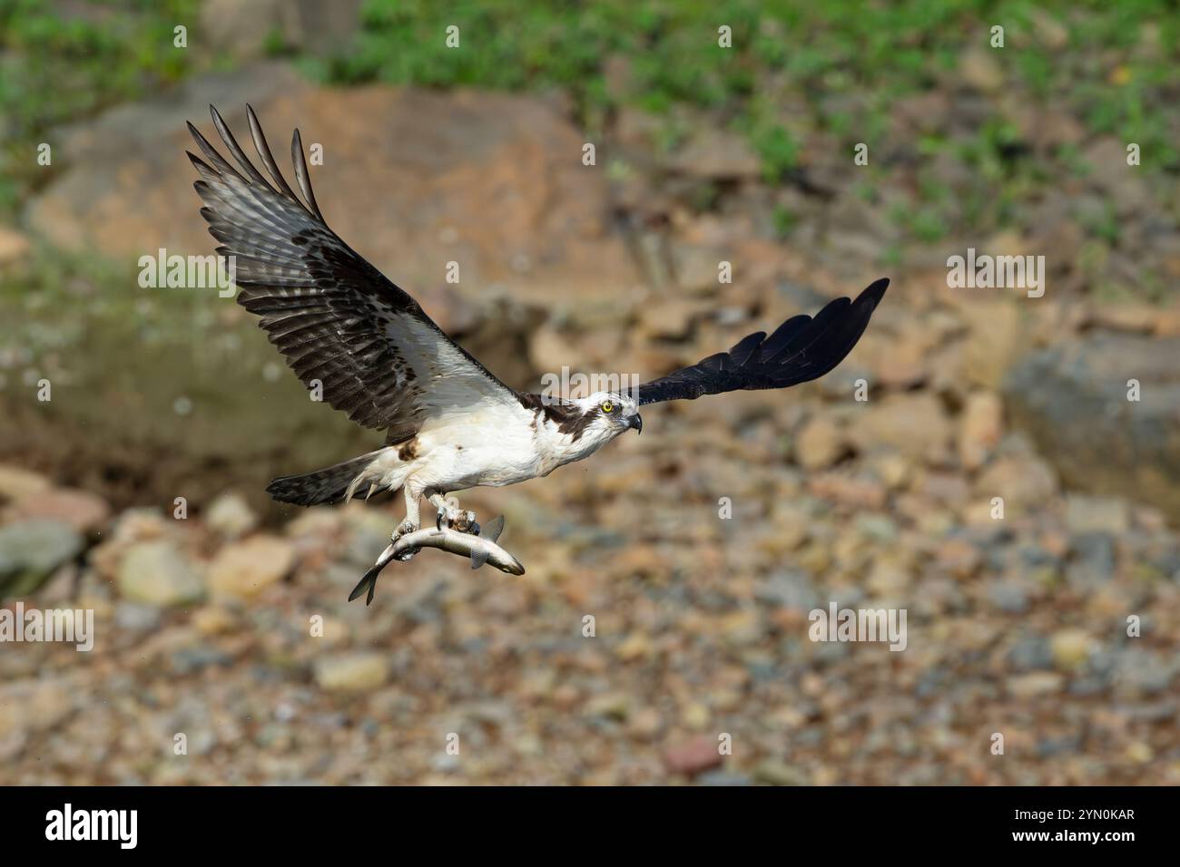 Osprey with Alewife.  Somes Sound near Acadia National Park, Maine, USA.  Late Spring. Stock Photo