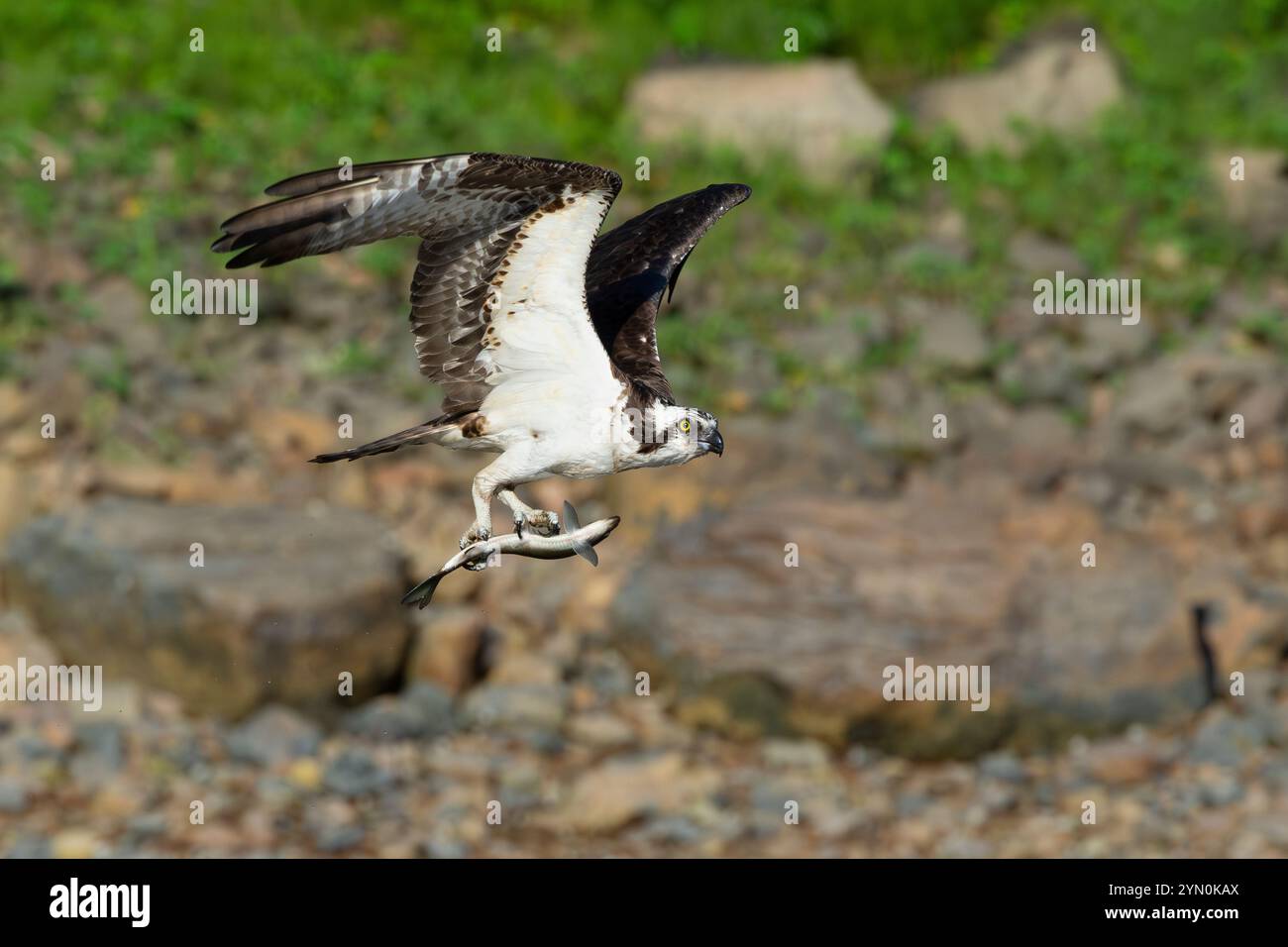 Osprey with Alewife.  Somes Sound near Acadia National Park, Maine, USA.  Late Spring. Stock Photo