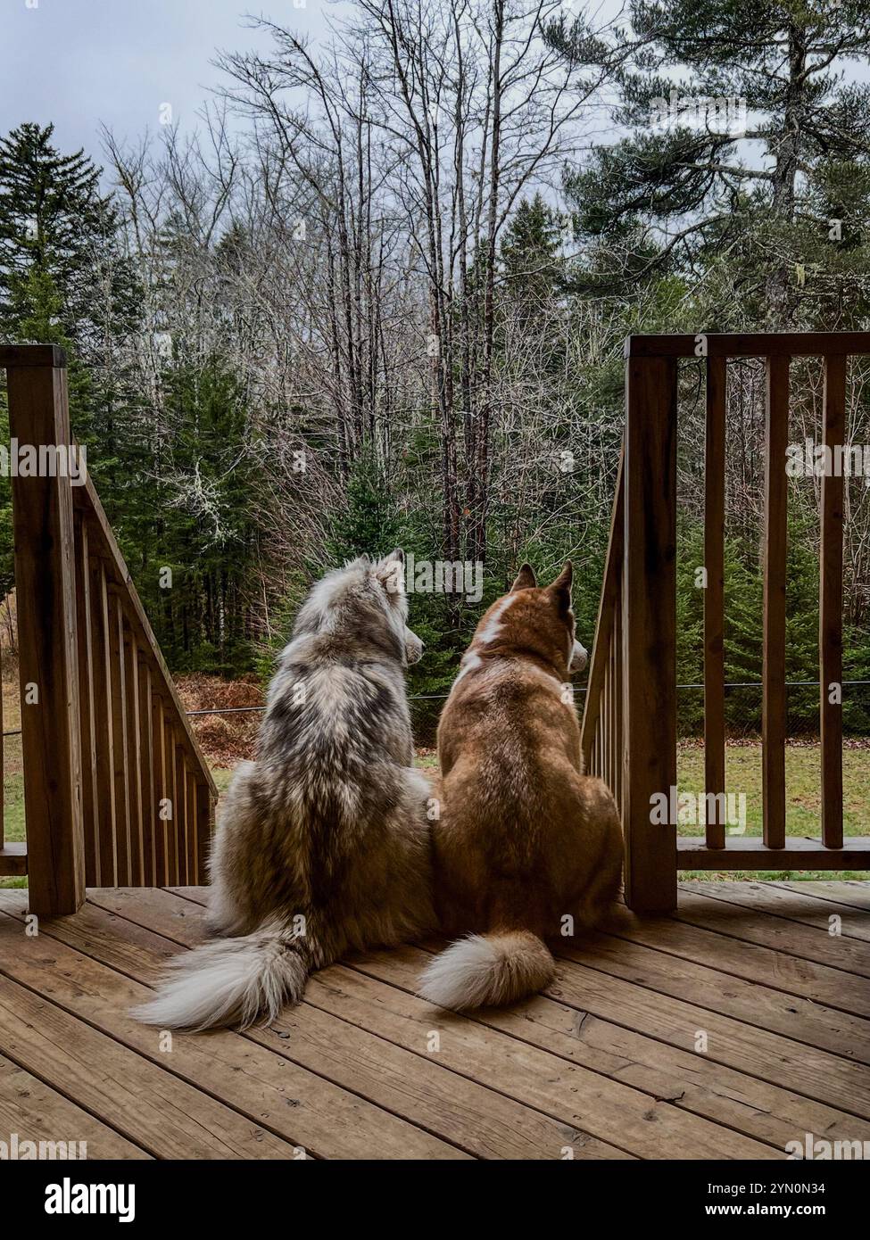 just a couple of Siberian Husky pups admiring the view in their new home <3 - Smartphone Captured Stock Image