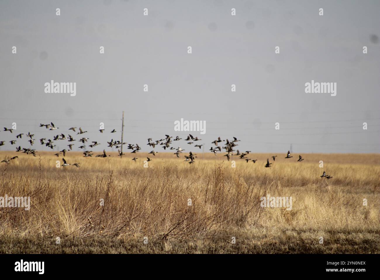 Rainwater basin wetland management area hi-res stock photography and ...