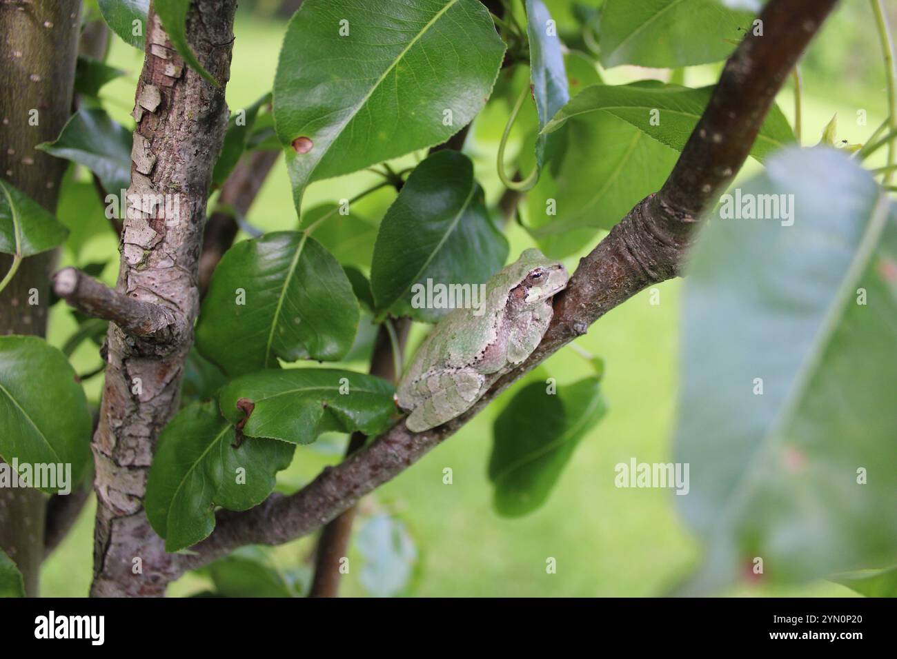 Gray Tree Frog (Hyla versicolor) on a tree. Stock Photo