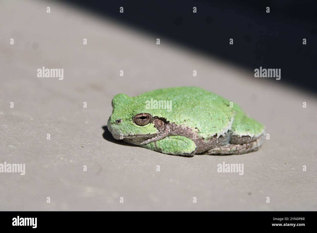 Gray Tree Frog (Hyla versicolor) Stock Photo