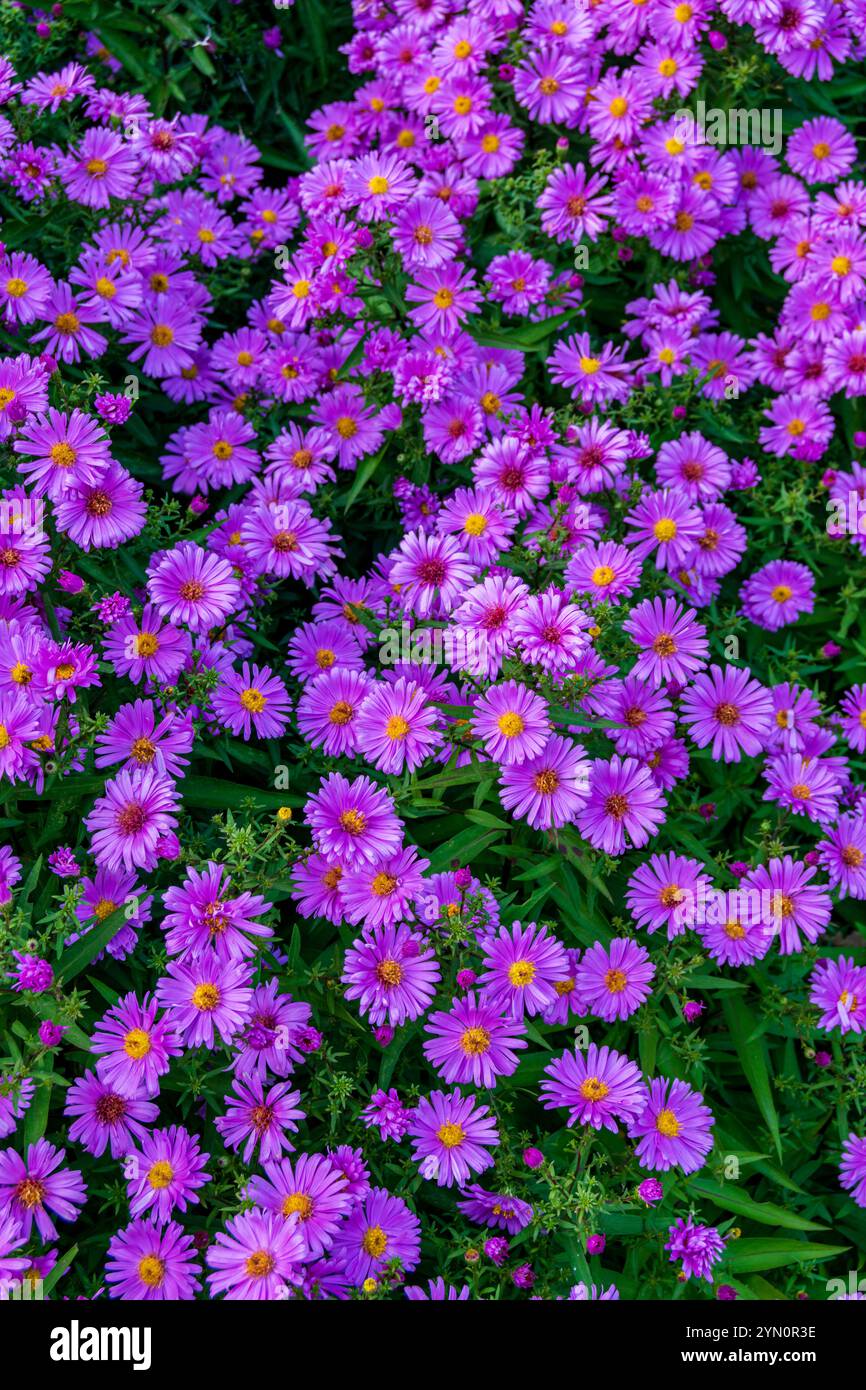 early-autumn-colours-at-alexandra-park-oldham-stock-photo-alamy