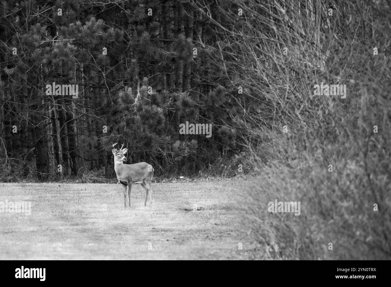 Adult white-tailed deer buck (Odocoileus virginianus) in the woods ...