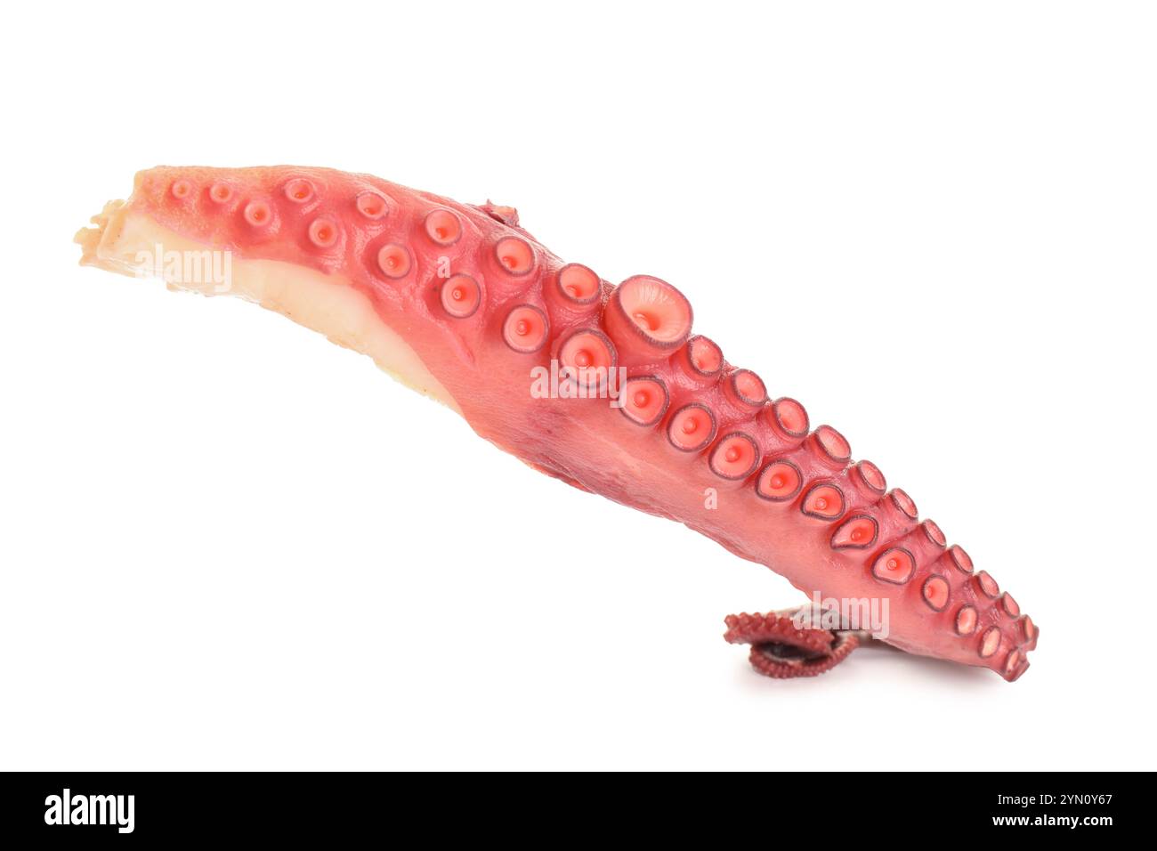One raw octopus tentacle isolated on white Stock Photo - Alamy
