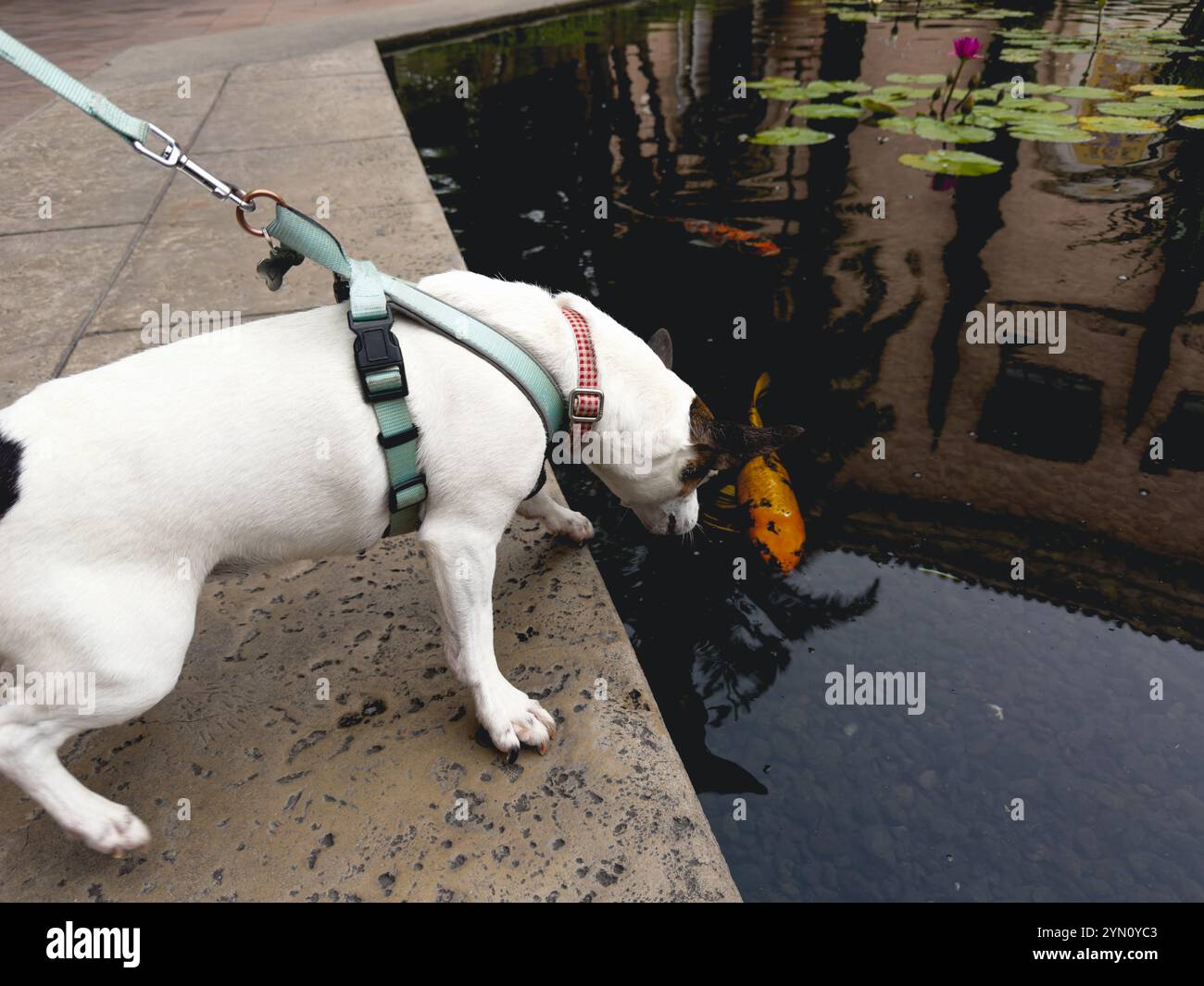 Leash tension hi-res stock photography and images - Alamy