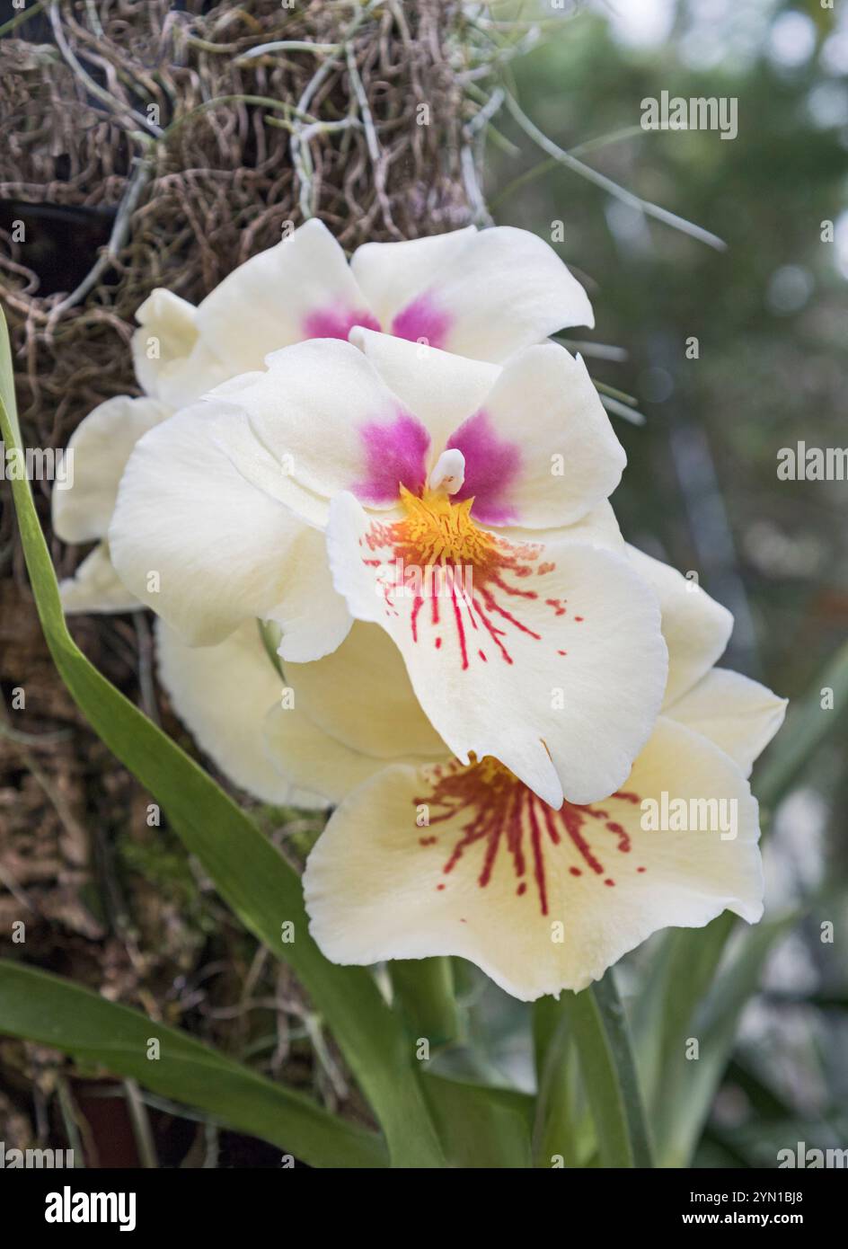 Miltoniopsis becquinnerie Orchid, Pansy Orchid Stock Photo