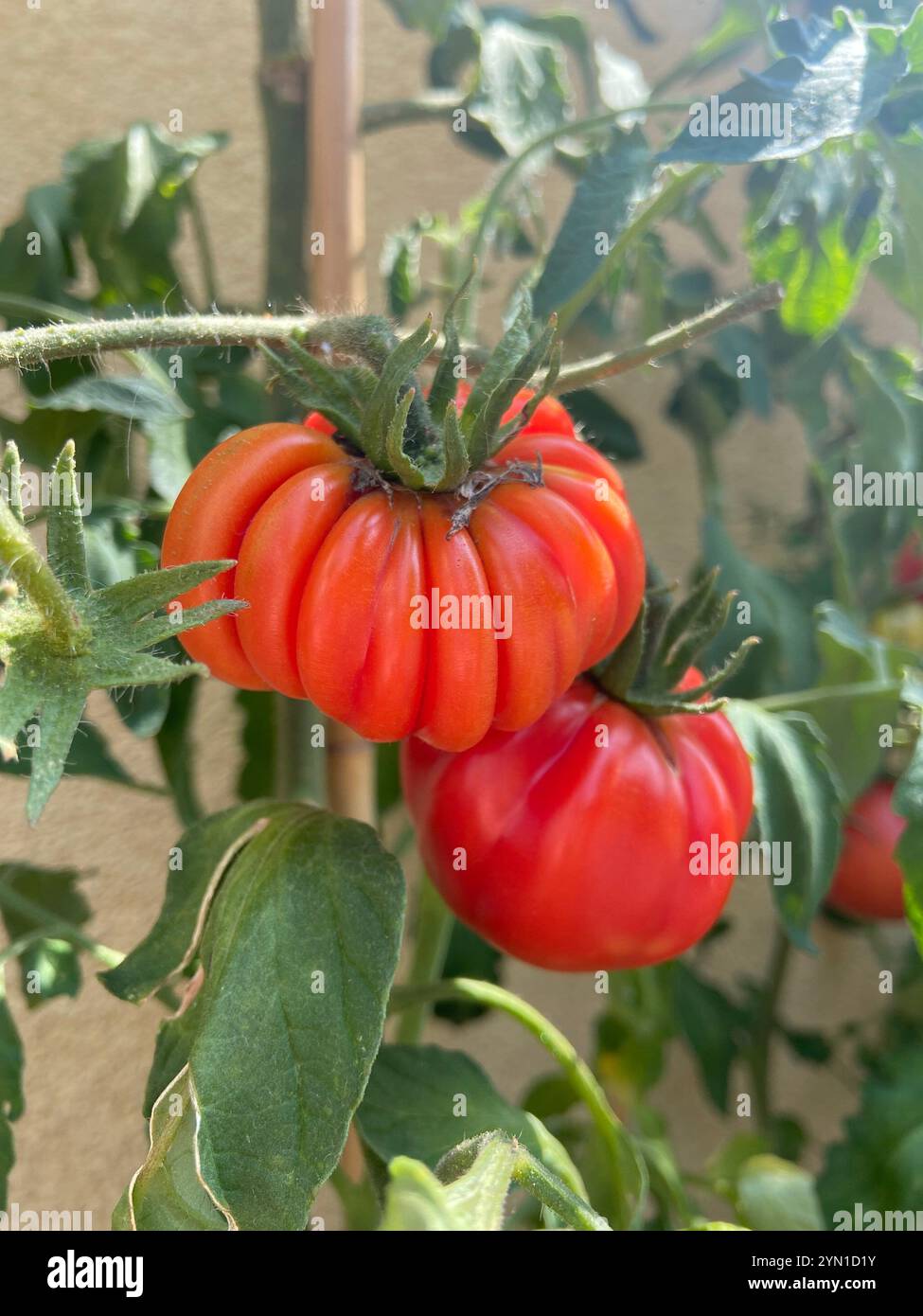 Red beefsteak tomato growing in a garden. Ready to harvest. - Smartphone Captured Stock Image