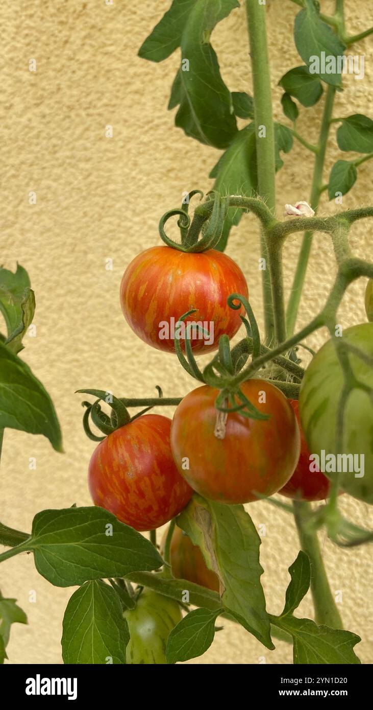 Striped tomatoes growing in a garden in the summer - Smartphone Captured Stock Image