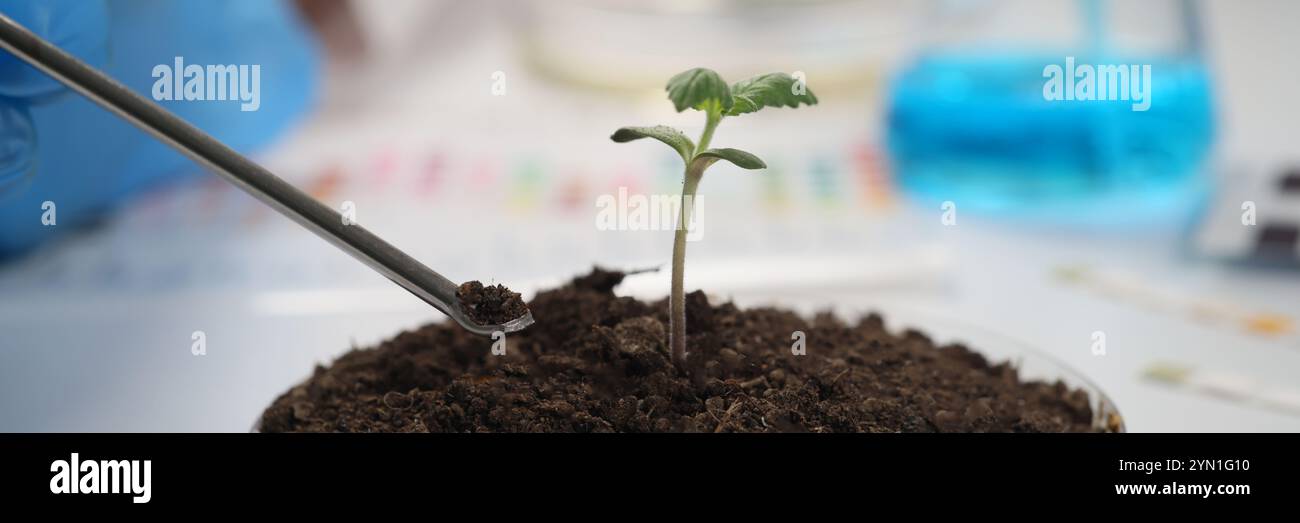 Scientist takes sample of soil from container with sprout Stock Photo ...