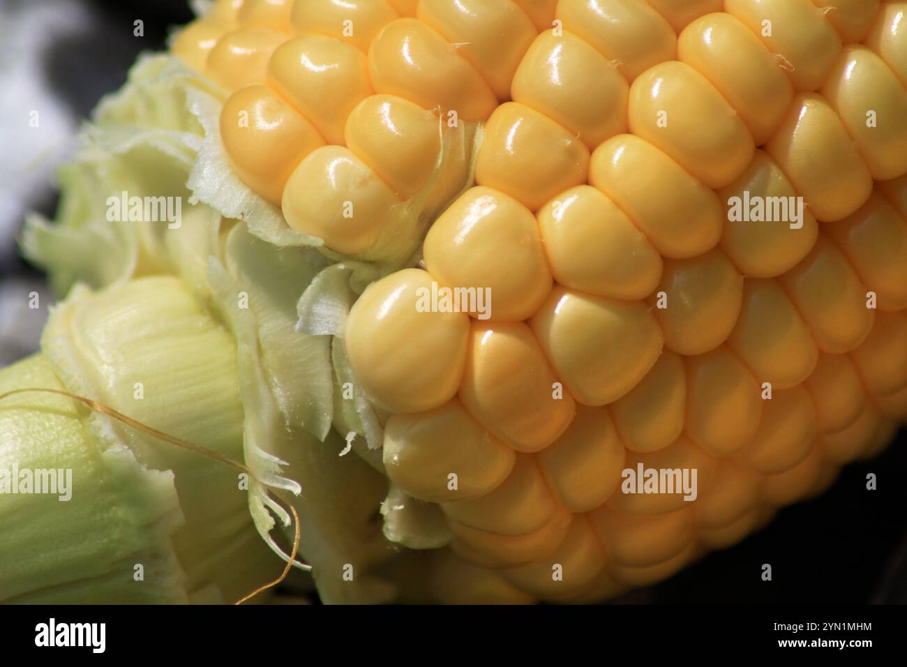 Raw Yellow Corn on the Cobb Stock Photo