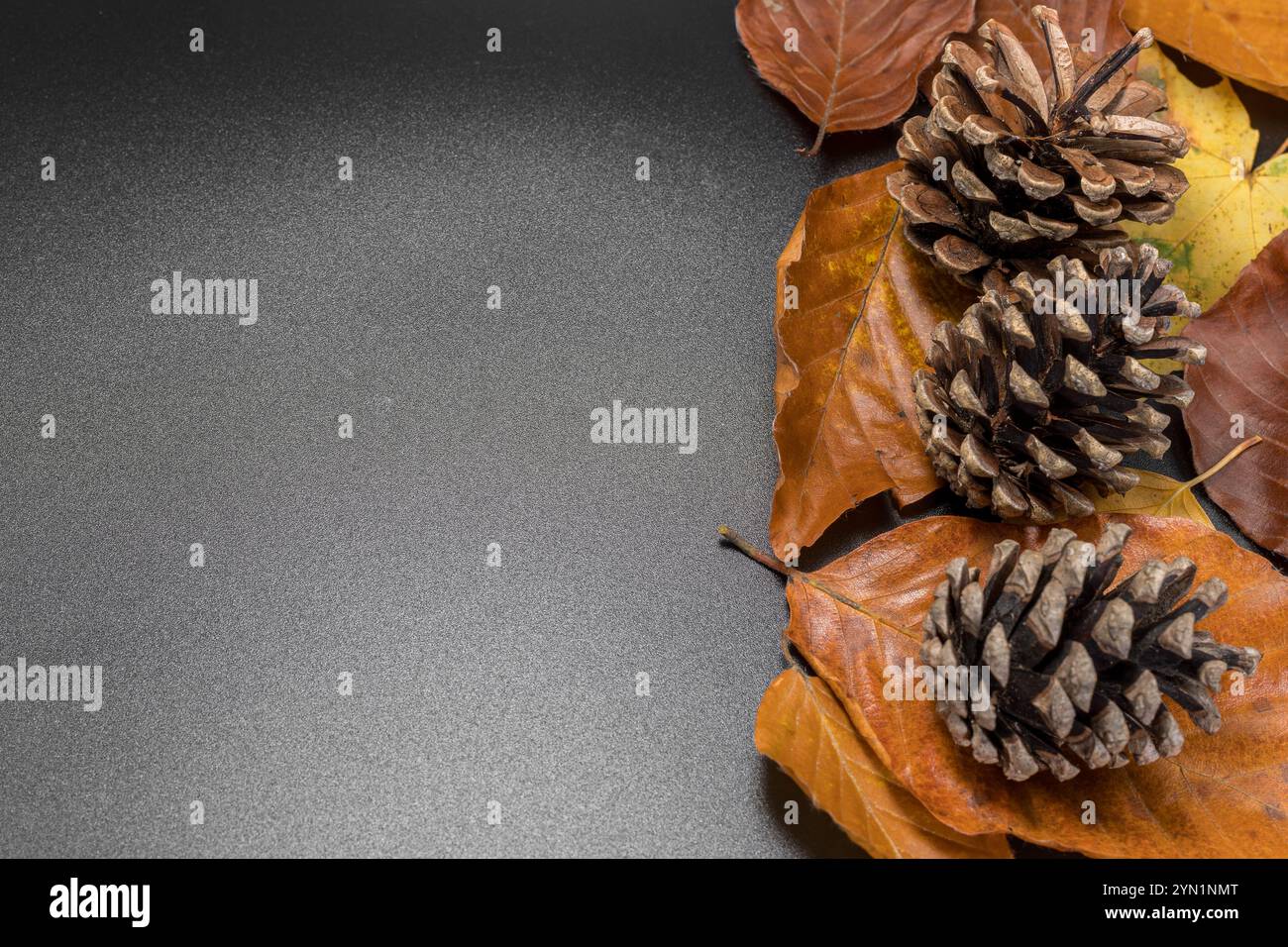 Black Background with Colorful Autumn Leaves and Pine Cones on the Side ...