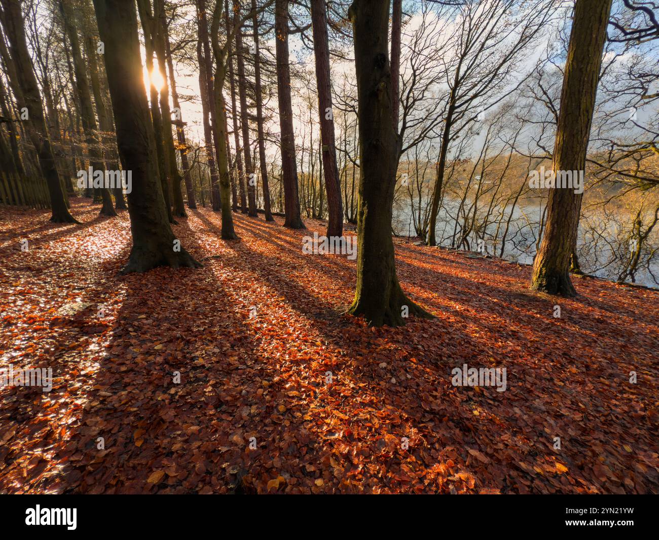 Carpet of fallen autumn leaves with sun between trees at Rivington near Chorley in Lancashire, UK - Smartphone Captured Stock Image