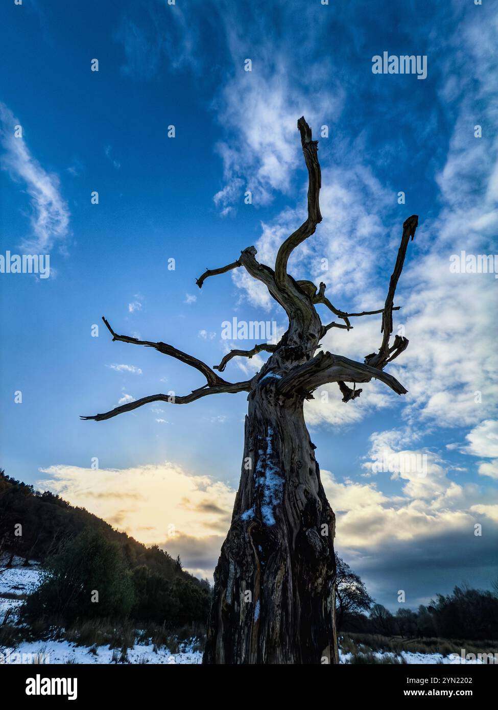 Dead tree in winter against the sun and a blue sky at Rivington near Chorley in Lancashire, UK - Smartphone Captured Stock Image