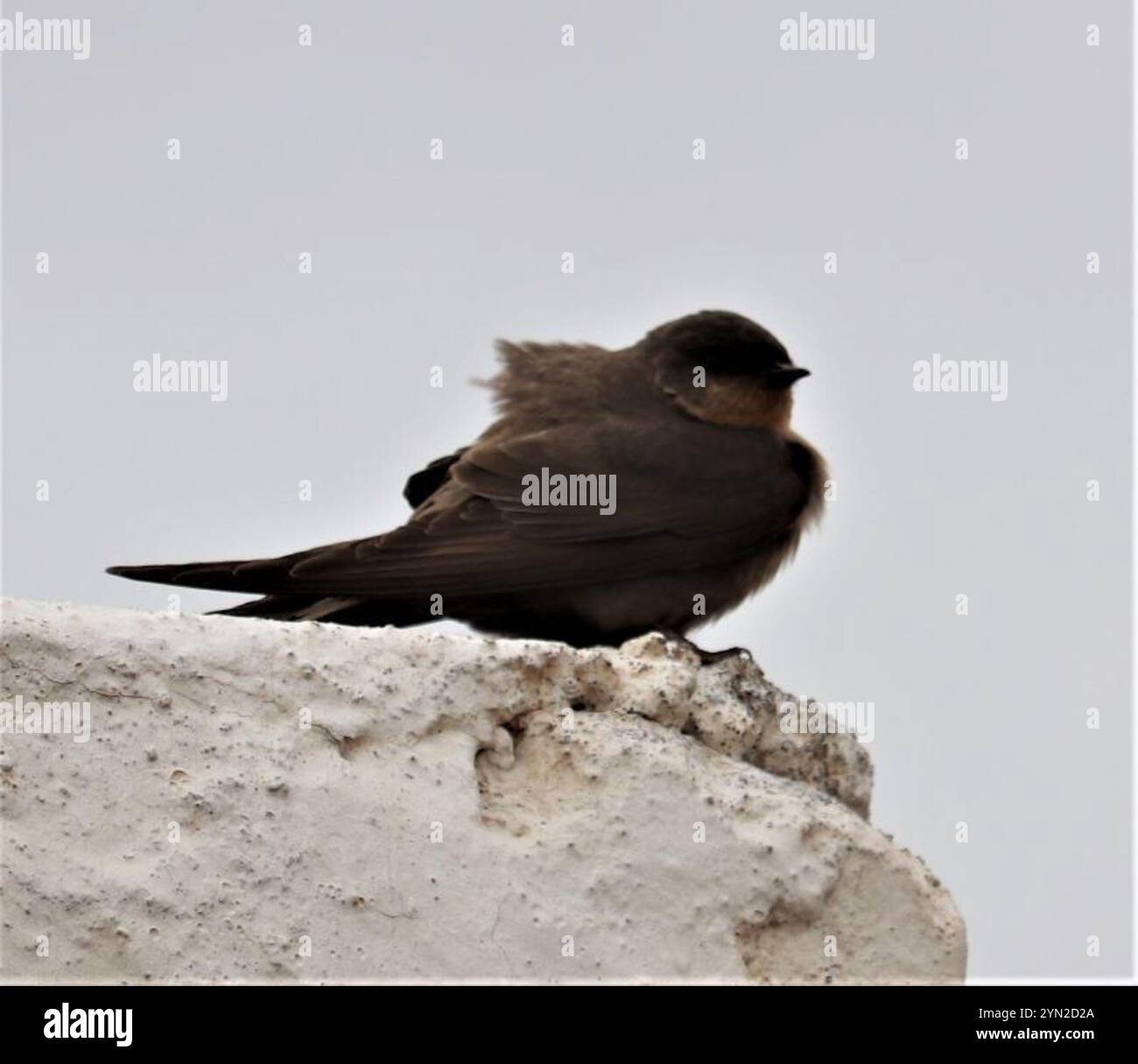 Southern Martin Southern crag-martin (Ptyonoprogne fuligula Stock Photo - Alamy