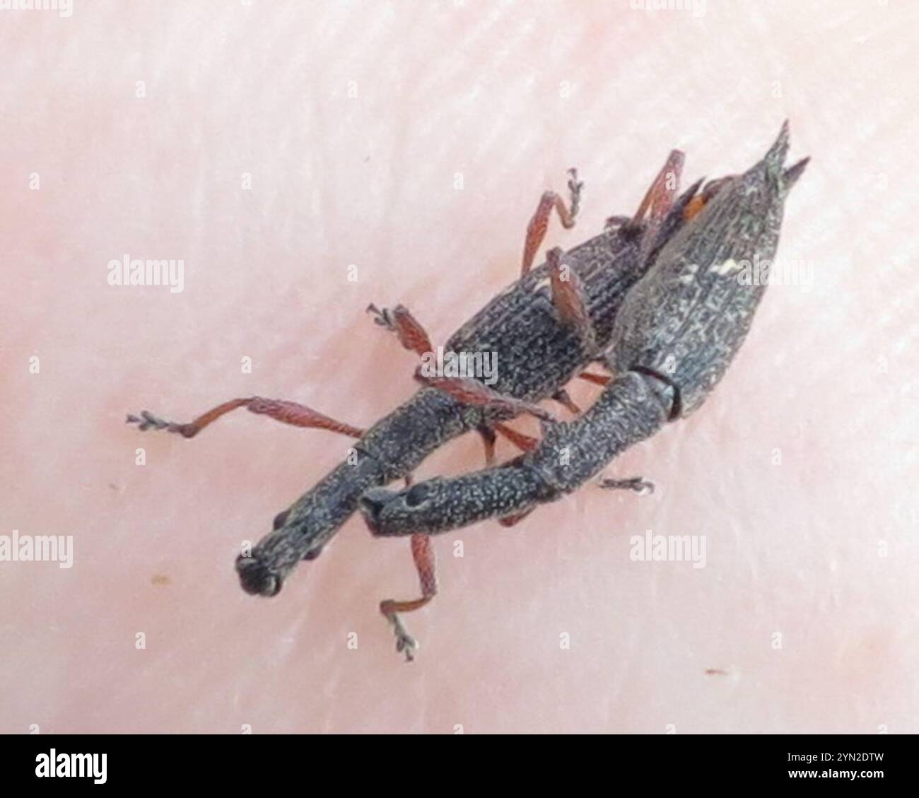 Haloragis hi-res stock photography and images - Alamy