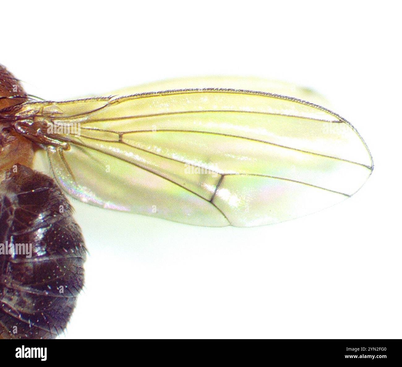 Small Fruit Flies (Drosophila Stock Photo - Alamy