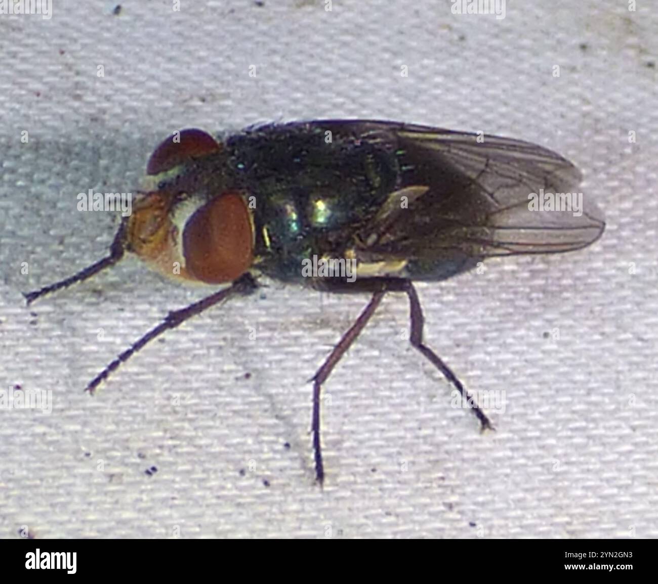Cochliomyia sp. Flies - MONSTER HUNTER'S GUIDE TO: VETERINARY PARASITOLOGY, image size:1300x1155