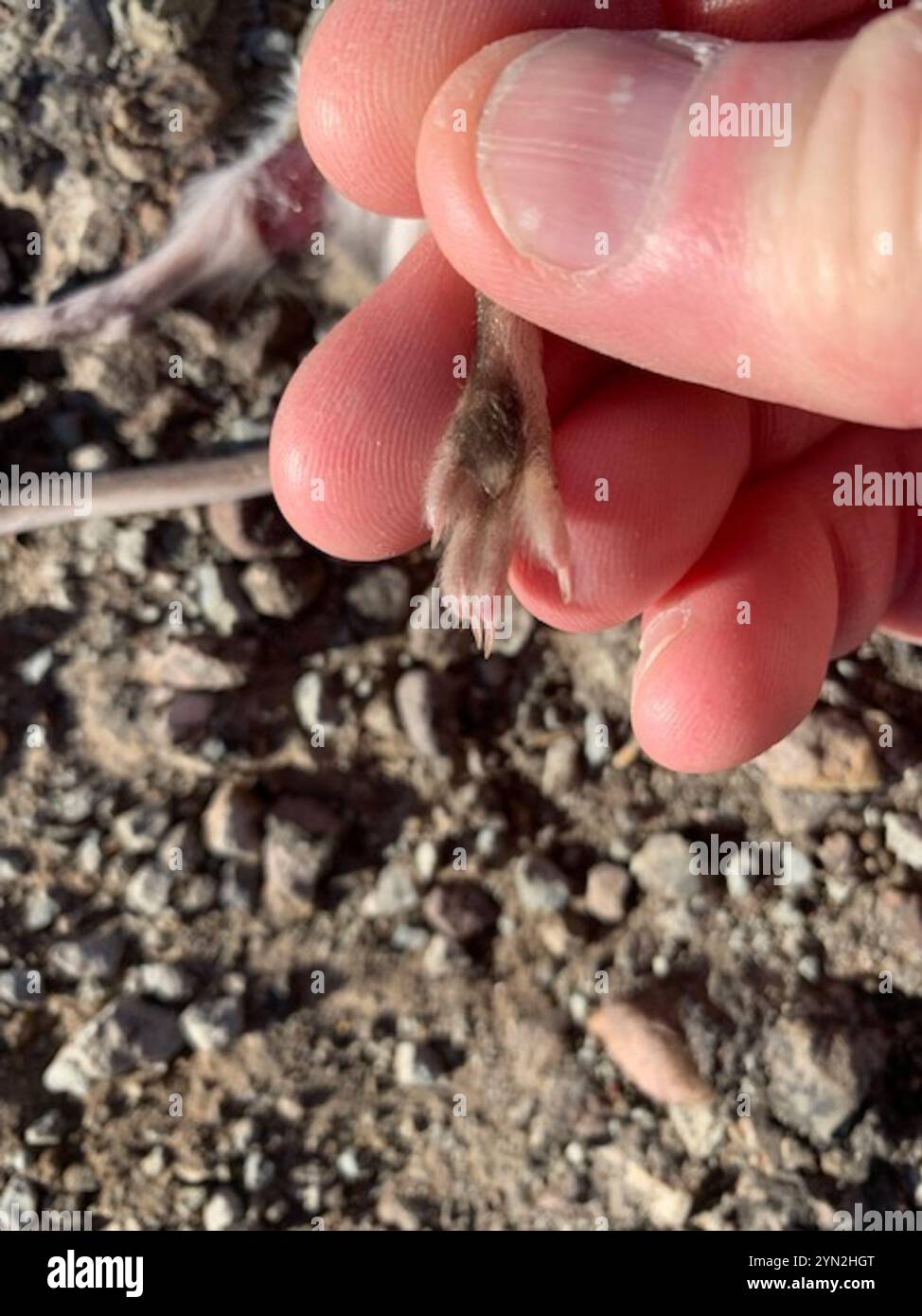 Merriam's Kangaroo Rat (Dipodomys merriami Stock Photo - Alamy