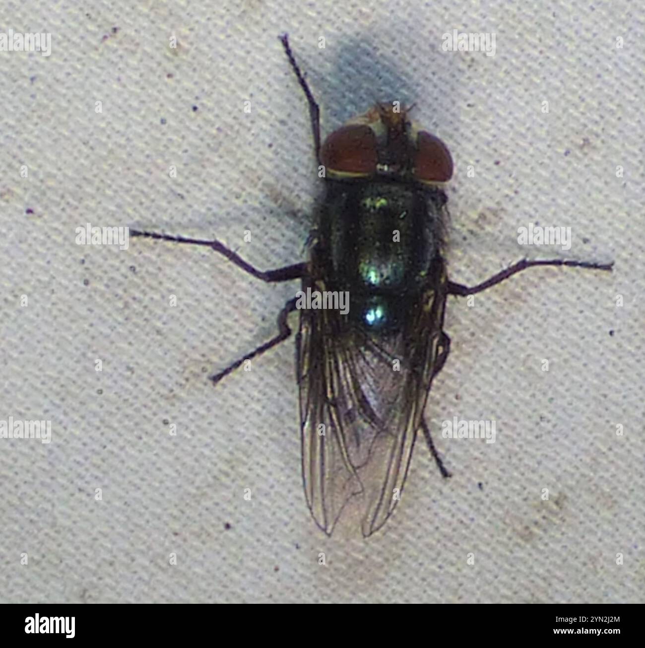 Calliphoridae Archives - BioQuipBugs, image size:1300x1305