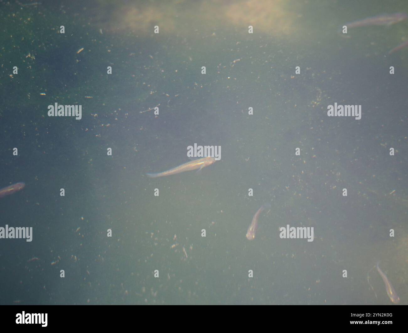 Ray-finned Fishes (Actinopterygii Stock Photo - Alamy