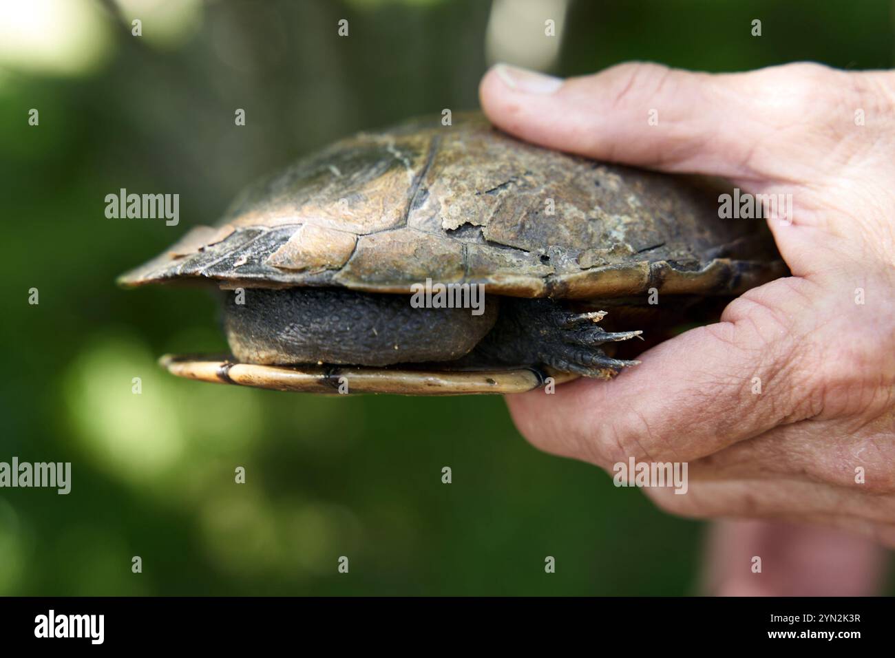 Eastern snake necked turtle hi-res stock photography and images - Alamy
