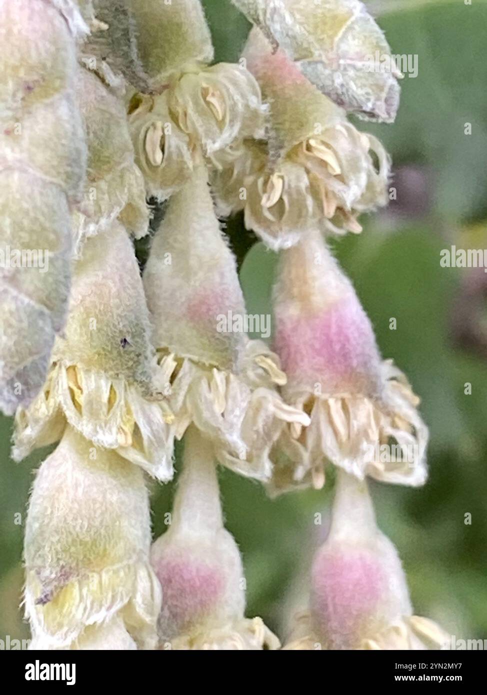 Coast silk tassel (Garrya elliptica) Stock Photo