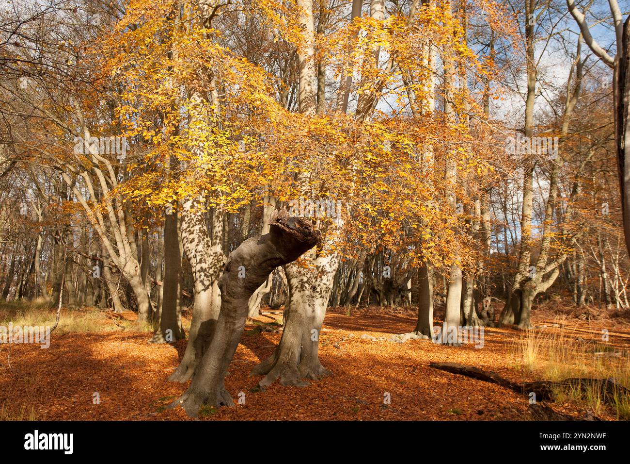 autumn golden leaves and trees Stock Photo - Alamy
