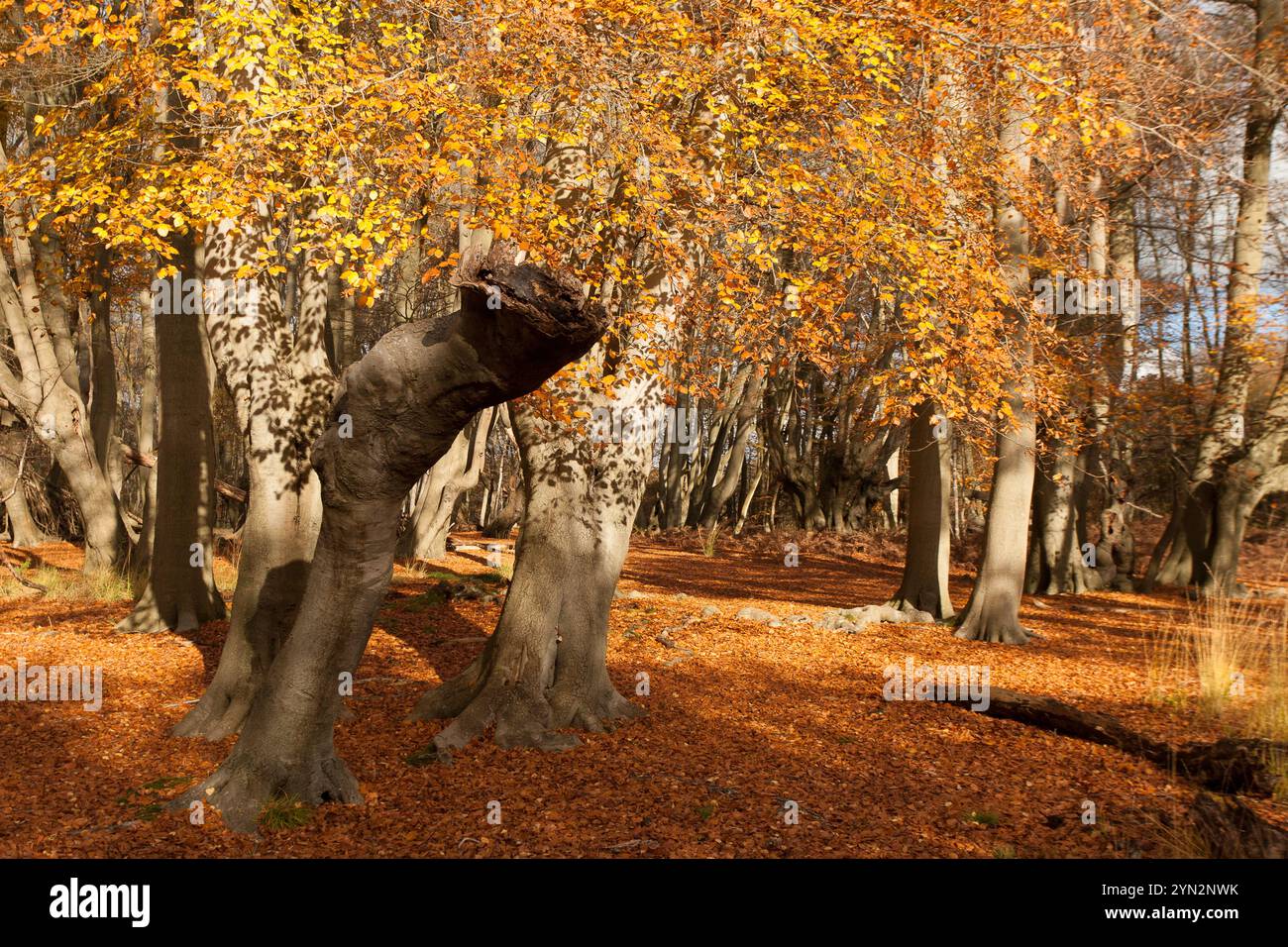 autumn golden leaves and trees Stock Photo - Alamy