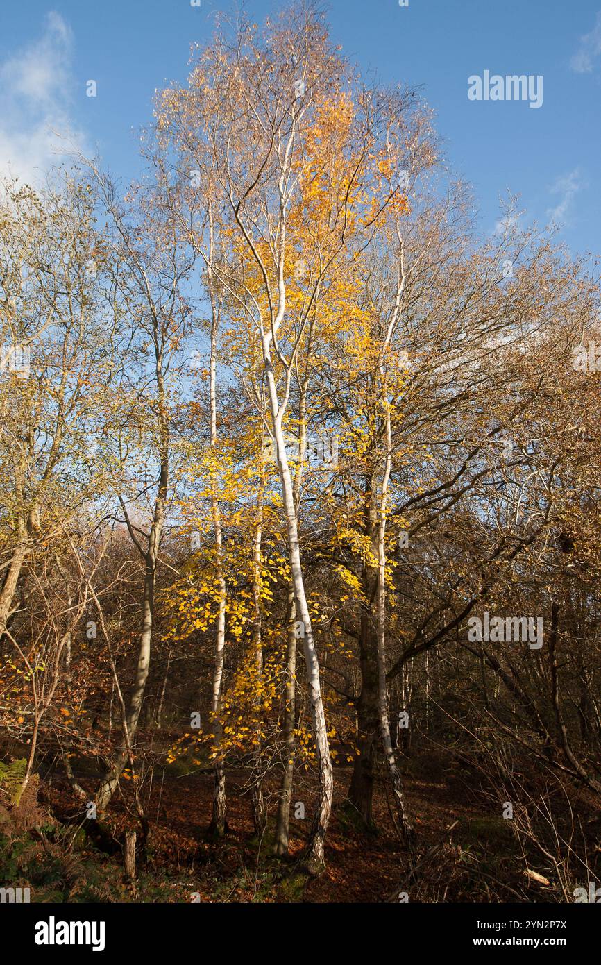 autumn golden leaves and trees Stock Photo - Alamy