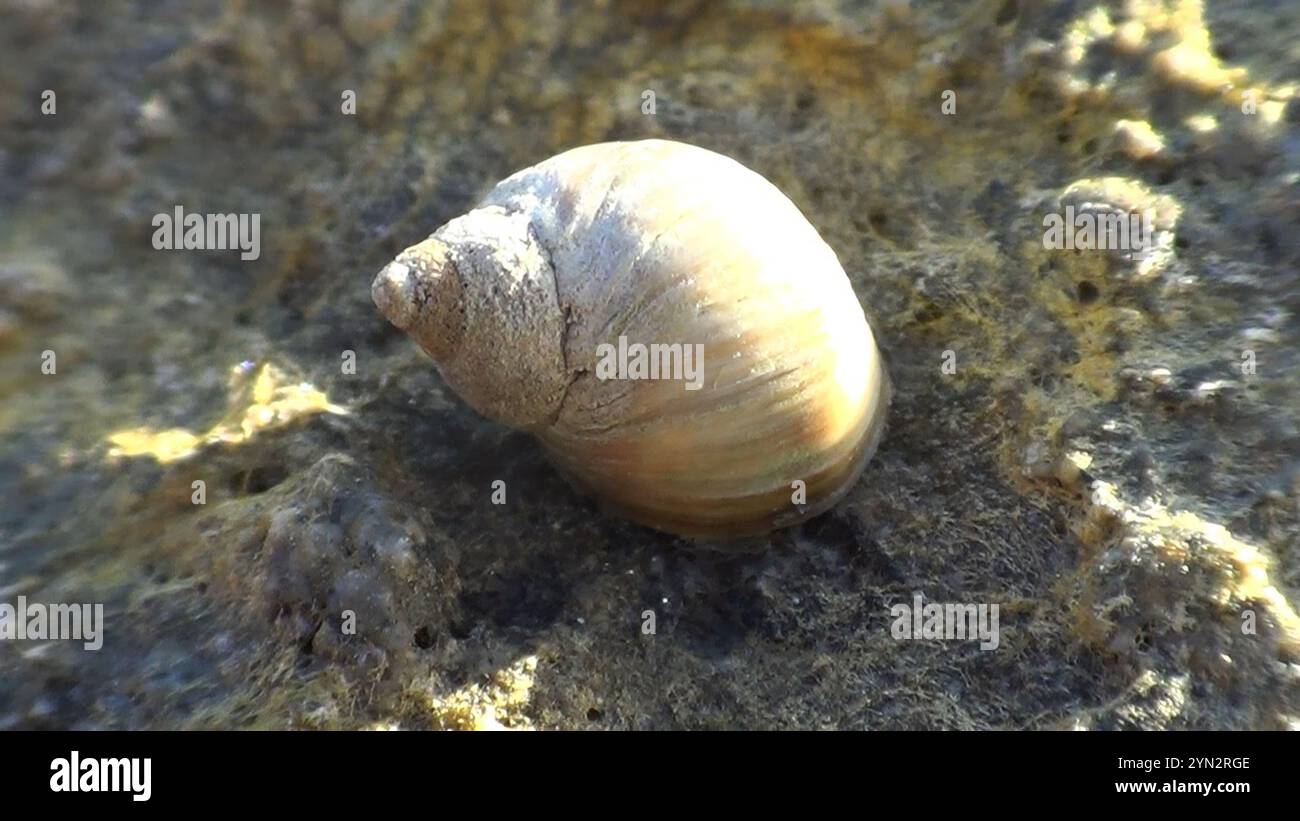melarhaphe-neritoides-hi-res-stock-photography-and-images-alamy