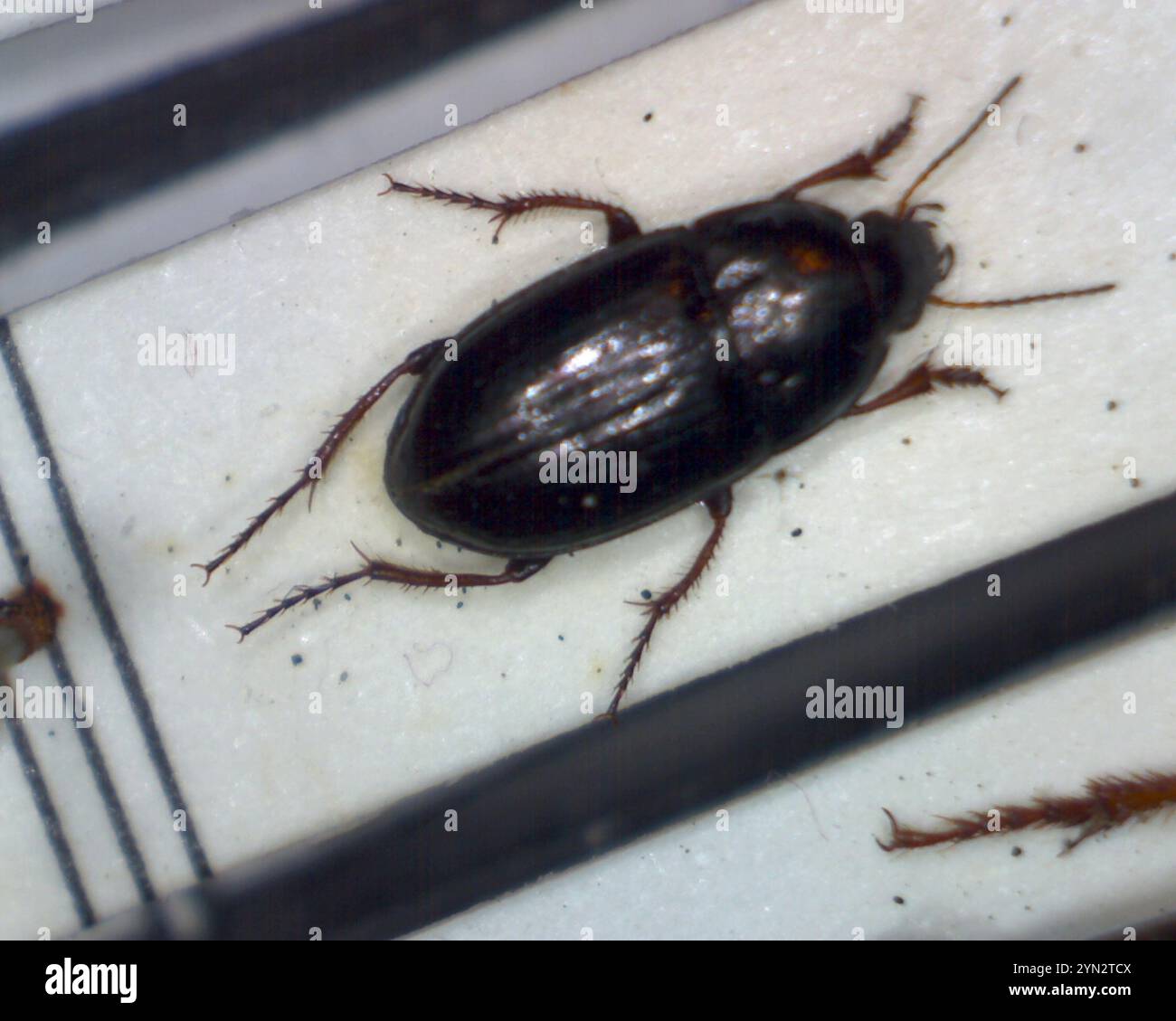 Common Sun Beetle (Amara aenea Stock Photo - Alamy