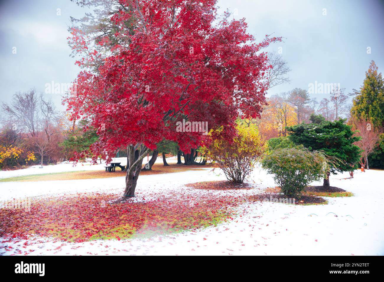 When Autumn meets winter in November Stock Photo - Alamy