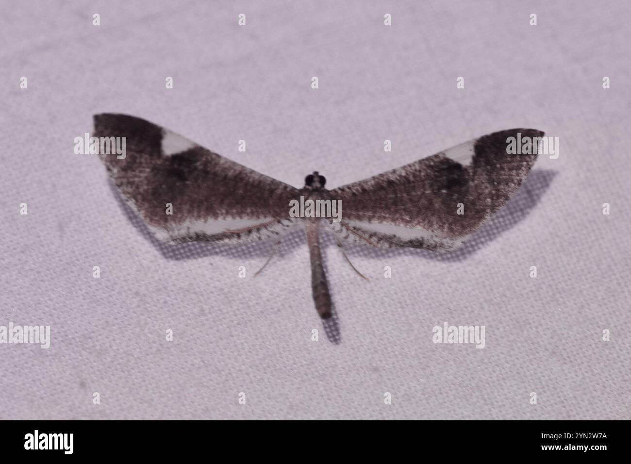 Macrosoma Insect Macrosoma hi-res stock photography and images - Alamy