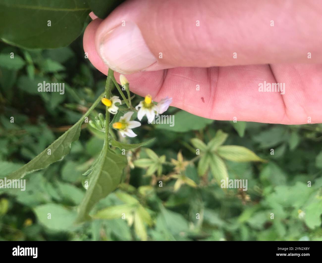 American black nightshade (Solanum americanum Stock Photo - Alamy