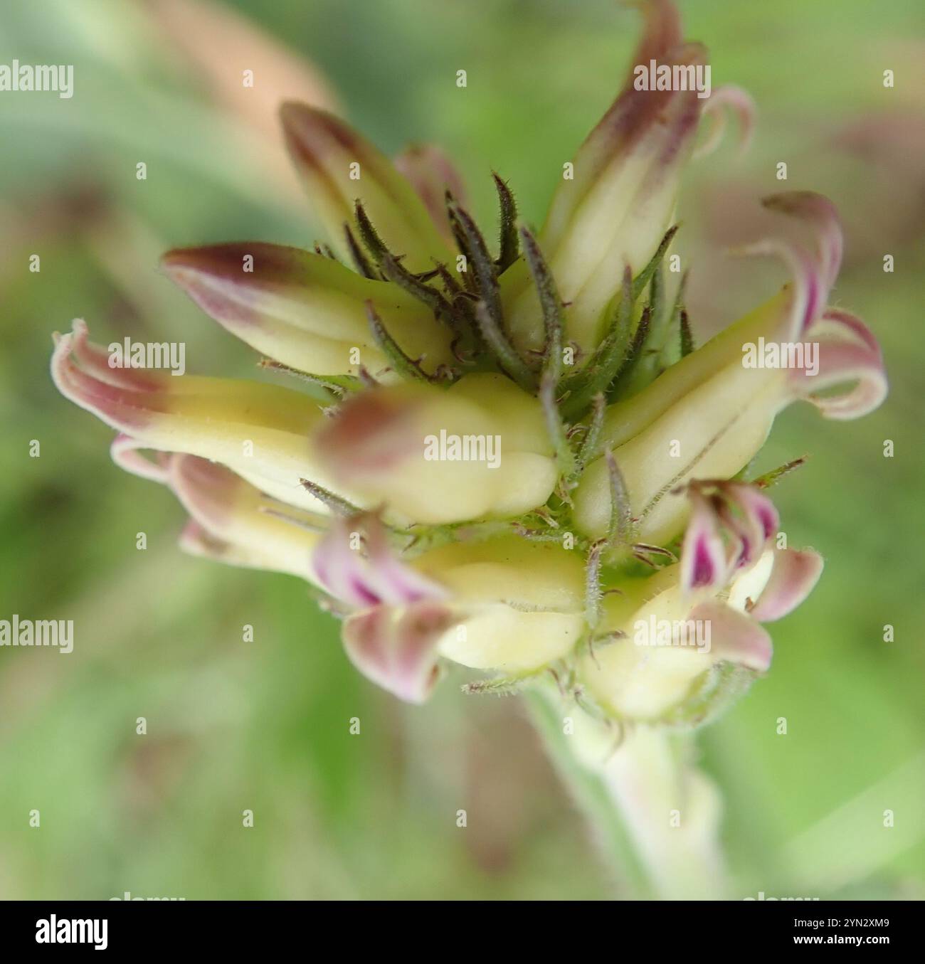 Baroe Tall Baroe (Cyphia elata Stock Photo - Alamy