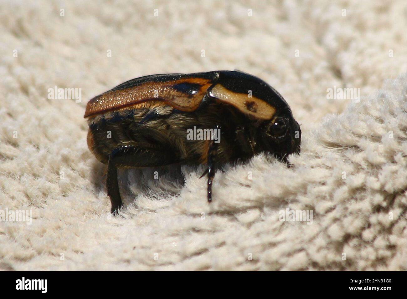 Cowboy Beetle (Chondropyga dorsalis Stock Photo - Alamy