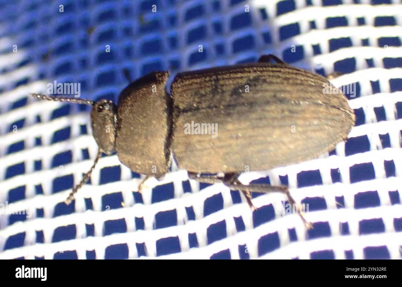 Dusty Insect Dusty Surface Beetles (Gonocephalum Stock Photo - Alamy