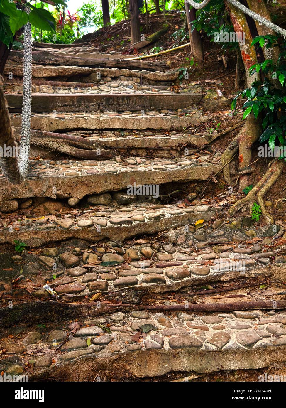 Serene forest pathway through hi-res stock photography and images - Alamy