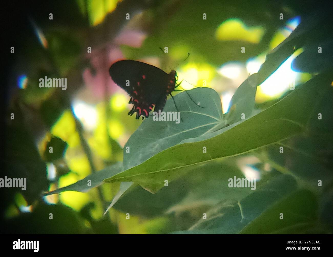 Pink-spotted Cattleheart (Parides photinus) Stock Photo