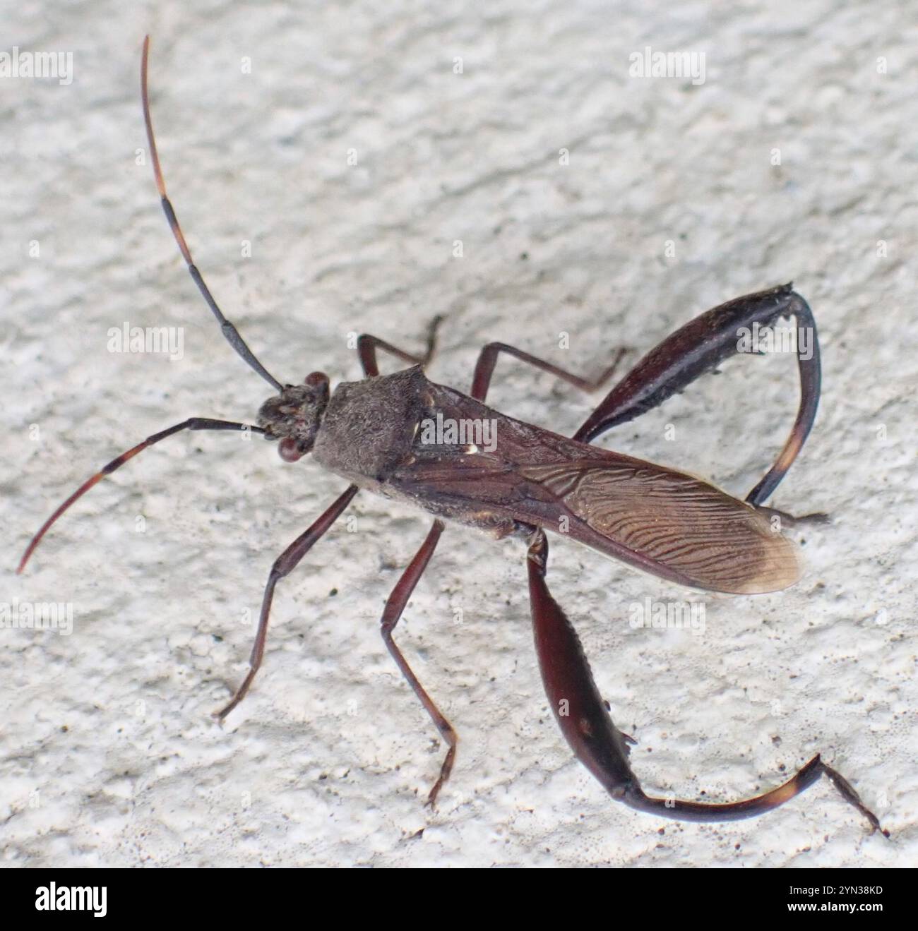mirperus-hi-res-stock-photography-and-images-alamy