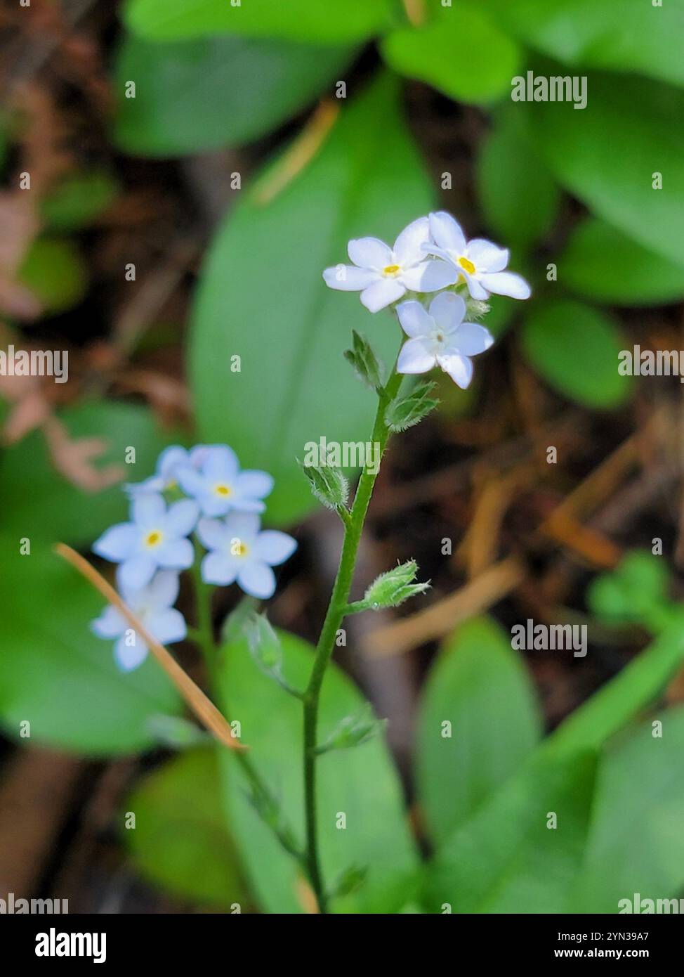 Plantation Et Entretien Des Myosotis