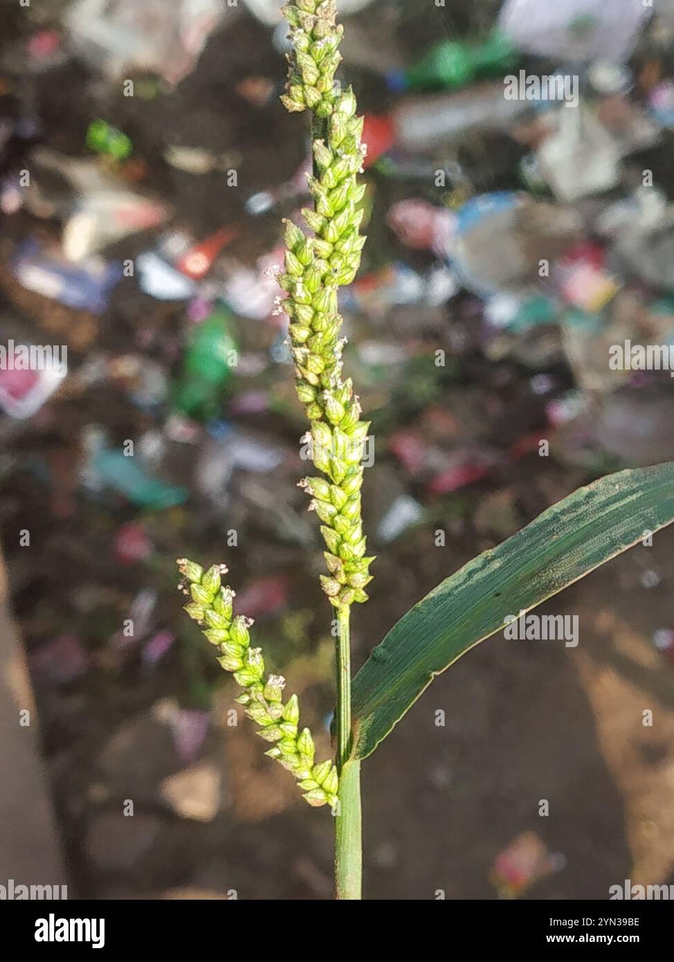 Jungle Rice (Echinochloa colonum Stock Photo - Alamy