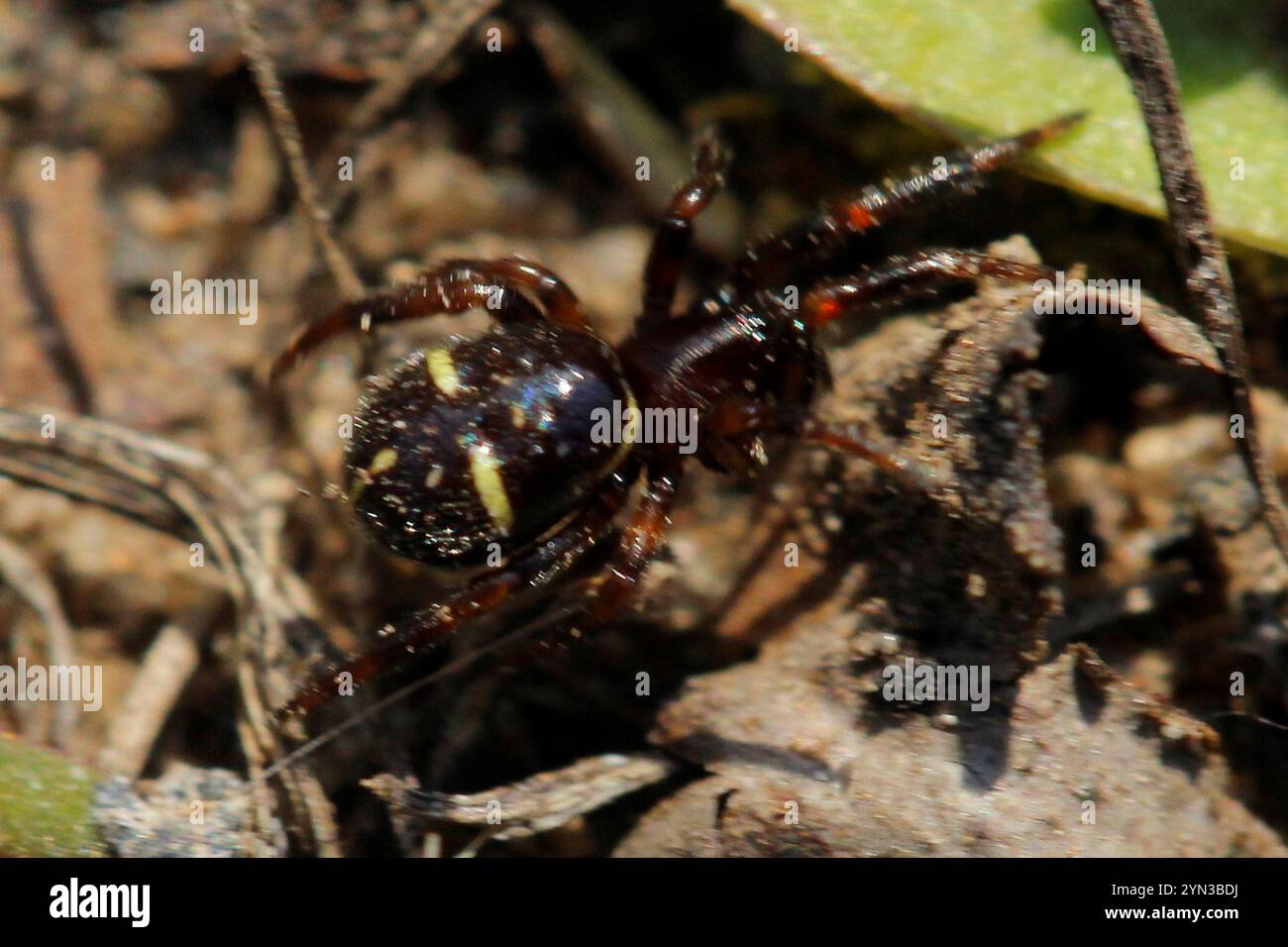 Asagena spider hi-res stock photography and images - Alamy