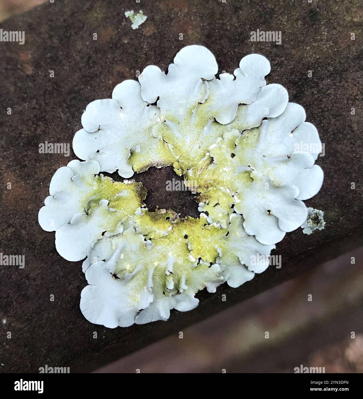 shield-lichens-and-allies-parmeliaceae-stock-photo-alamy