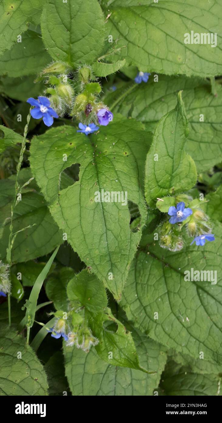 Green Alkanet (Pentaglottis sempervirens Stock Photo - Alamy