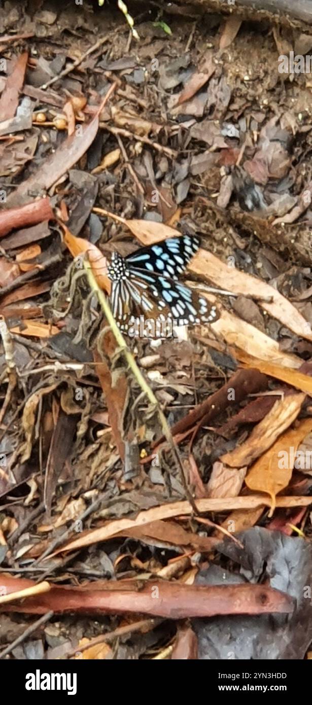 Blue Wanderer (Tirumala hamata Stock Photo - Alamy