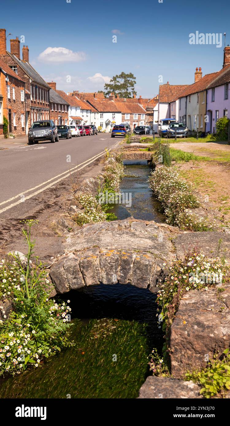 Wild flowers pavement england hi-res stock photography and images - Alamy