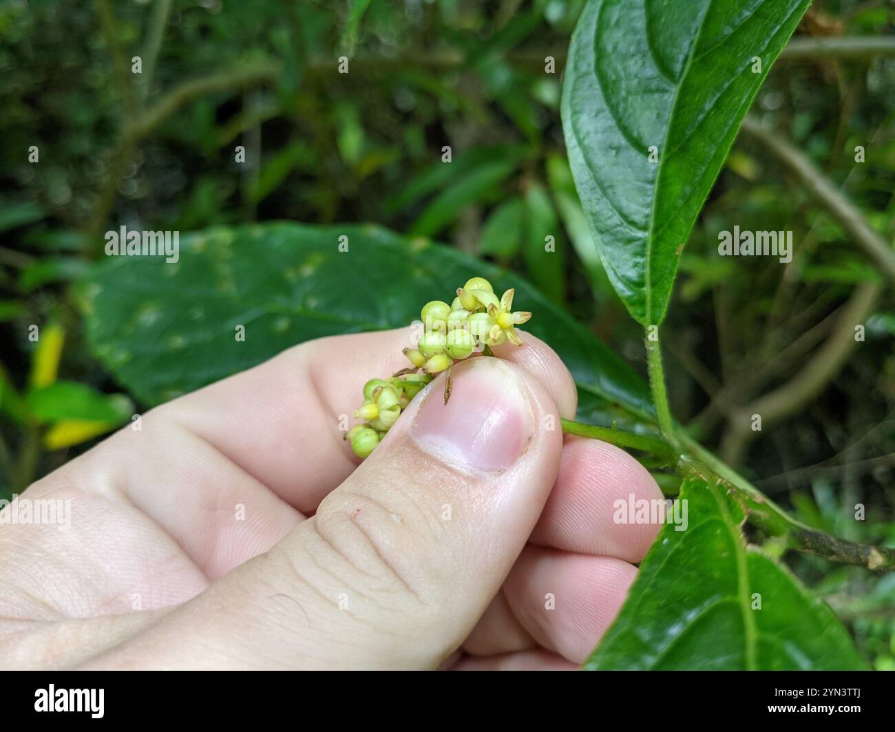 Native Hydrangea (Abrophyllum ornans Stock Photo - Alamy
