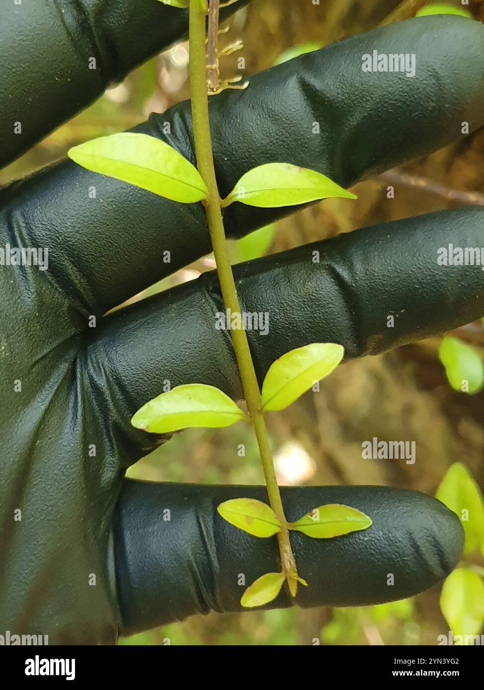 Scarlet rata hi-res stock photography and images - Alamy
